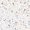 Immunohistochemistry analysis of paraffin-embedded mouse brain  using AIF1 Monoclonal Antibody at dilution of 1:400.