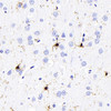 Immunohistochemistry analysis of paraffin-embedded Rat brain  using AIF1 Monoclonal Antibody at dilution of 1:300.