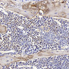 Immunohistochemistry analysis of paraffin-embedded mouse bone  using SPP1 Polyclonal Antibody at dilution of 1:400.