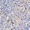Immunohistochemistry analysis of paraffin-embedded human liver  using Connexin-40 Polyclonal Antibody at dilution of 1:400.