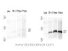 Western Blot analysis of various samples using control peptide antigen (left) and CCR7 Polyclonal Antibody at dilution of 1:800(right).