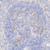 Immunohistochemistry analysis of paraffin-embedded rat spleen  using CCR5 Polyclonal Antibody at dilution of 1:300.