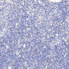 Immunohistochemistry analysis of paraffin-embedded rat thymus  using CCR5 Polyclonal Antibody at dilution of 1:300.