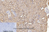 Immunohistochemistry of paraffin-embedded Rat kidney tissue using COX4I1 Monoclonal Antibody at dilution of 1:200.