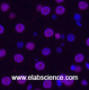 Immunofluorescence analysis of Rat liver tissue using Histone H3 Monoclonal Antibody at dilution of 1:200.