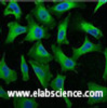 Immunofluorescence analysis of Hela tissue using EGFR Monoclonal Antibody at dilution of 1:100.