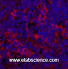 Immunofluorescence analysis of Rat spleen tissue using ERBB2 Monoclonal Antibody at dilution of 1:200.