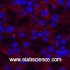 Immunofluorescence analysis of Mouse kidney tissue using AMACR Monoclonal Antibody at dilution of 1:200.