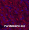 Immunofluorescence analysis of Mouse kidney tissue using CDX2 Monoclonal Antibody at dilution of 1:200.