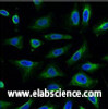 Immunofluorescence analysis of Hela tissue using AQP4 Monoclonal Antibody at dilution of 1:100.