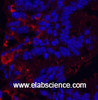 Immunofluorescence analysis of Mouse colon tissue using KIF7 Monoclonal Antibody at dilution of 1:200.