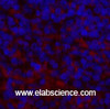 Immunofluorescence analysis of Mouse spleen tissue using ENO2 Monoclonal Antibody at dilution of 1:200.