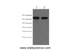 Western Blot analysis of HepG2 cells using AFP Monoclonal Antibody at dilution of 1:2000.
