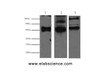 Western Blot analysis of 1) Hela, 2) MCF7, 3) 293T cells using CK-17 Monoclonal Antibody at dilution of 1:2000.