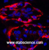 Immunofluorescence analysis of Human breast tissue using CK-17 Monoclonal Antibody at dilution of 1:200.