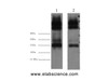 Western Blot analysis of 1) Mouse spleen 2) Rat spleen using EFHD1 Monoclonal Antibody at dilution of 1:3000.