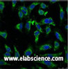 Immunofluorescence analysis of Hela tissue using EFHD1 Monoclonal Antibody at dilution of 1:100.