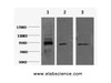 Western Blot analysis of 1) Hela, 2) Jurkat, 3) HepG2 cells using Oct-1/2 Monoclonal Antibody at dilution of 1:2000.
