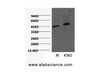 Western Blot analysis of 1) Jurkat, 2) K562 cells using CD16 Monoclonal Antibody at dilution of 1:2000.