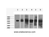 Western Blot analysis of 1) HepG2, 2) Hela, 3) Mouse liver, 4) C2C12, 5) Rat heart, 6) Mouse skeletal, muscle using CK-18 Monoclonal Antibody at dilution of 1:2000.
