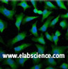 Immunofluorescence analysis of Hela tissue using CK-18 Monoclonal Antibody at dilution of 1:100.