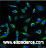 Immunofluorescence analysis of Hela tissue using PRDX1 Monoclonal Antibody at dilution of 1:100.