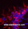 Immunofluorescence analysis of Rat lung tissue using HSP90 beta Monoclonal Antibody at dilution of 1:200.