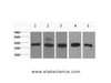Western Blot analysis of 1) 293T, 2) Hela, 3) HepG2, 4) Mouse brain with eIF4A1 Monoclonal Antibody.