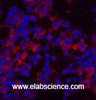 Immunofluorescence analysis of Mouse spleen tissue using eIF4A1 Monoclonal Antibody at dilution of 1:200.