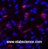 Immunofluorescence analysis of Human appendix tissue using FN1 Monoclonal Antibody at dilution of 1:200.