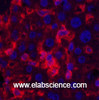 Immunofluorescence analysis of Mouse liver tissue using ACTA1 Monoclonal Antibody at dilution of 1:200.