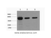 Western Blot analysis of 1) Hela, 2) Mouse brain, 3) Rat brain using Vimentin Monoclonal Antibody at dilution of 1:2000.