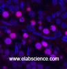 Immunofluorescence analysis of Rat testis tissue using Proliferating Cell Nuclear Antigen Monoclonal Antibody at dilution of 1:200.