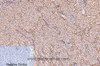 Immunohistochemistry of paraffin-embedded Rat kidney tissue using CD5 Monoclonal Antibody at dilution of 1:200.