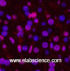 Immunofluorescence analysis of Mouse liver tissue using PGR Monoclonal Antibody at dilution of 1:200.