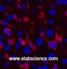 Immunofluorescence analysis of Mouse liver tissue using ACTA2 Monoclonal Antibody at dilution of 1:200.