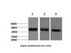 Western Blot analysis of 1) Hela, 2) Mouse brain, 3) Rat brain with CASP8 Monoclonal Antibody