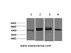 Western Blot analysis of 1) Hela, 2) 293T, 3) Mouse brain, 4) Rat brain with GAP43 Monoclonal Antibody