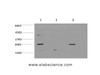 Western Blot analysis of 1) Hela, 2) C2C12, 3) PC-12 cells using Bax Monoclonal Antibody at dilution of 1:1000.