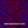 Immunofluorescence analysis of Mouse spleen tissue using MAP1LC3A Monoclonal Antibody at dilution of 1:200.