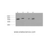 Western Blot analysis of Jurkat, Hela, Mouse brain, Rat brain using gamma Tubulin Monoclonal Antibody at dilution of 1:1000.