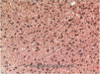 Immunohistochemistry of paraffin-embedded Rat brain tissue using Tau Polyclonal Antibody at dilution of 1:200.