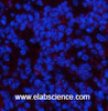 Immunofluorescence analysis of Mouse spleen tissue using PDGFRA Monoclonal Antibody at dilution of 1:200.