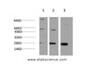 Western Blot analysis of 1) Hela, 2)3T3, 3) PC-12 cells using CBX3 Monoclonal Antibody at dilution of 1:1000.