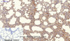 Immunohistochemistry of paraffin-embedded Rat lung tissue using NBR1 Monoclonal Antibody at dilution of 1:200.