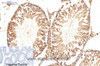 Immunohistochemistry of paraffin-embedded Rat testis tissue using ATG5 Monoclonal Antibody at dilution of 1:200.