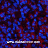 Immunofluorescence analysis of Mouse spleen tissue using ATG7 Monoclonal Antibody at dilution of 1:200.