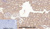 Immunohistochemistry of paraffin-embedded Rat kidney tissue using CD10 Monoclonal Antibody at dilution of 1:200.
