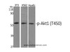 Western Blot analysis of various cells with Phospho-Akt1 (Thr450) Polyclonal Antibody at dilution of 1:1000