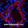 Immunofluorescence analysis of Human kidney tissue using Phospho-Catenin beta (Ser37) Polyclonal Antibody at dilution of 1:200